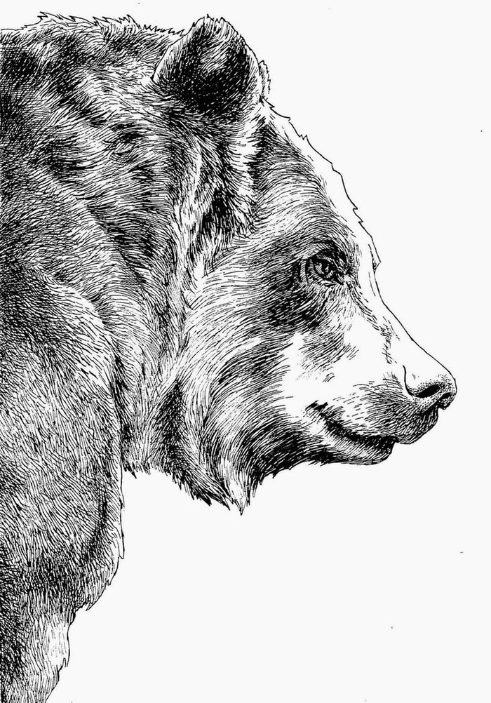 Гризли. Обложка