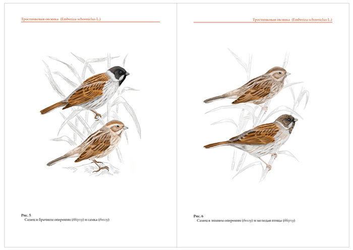 Тростниковая овсянка