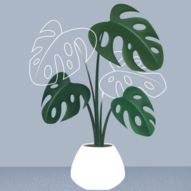 Houseplants Illustration