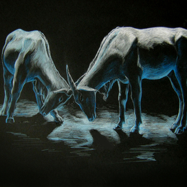 Антилопы канны