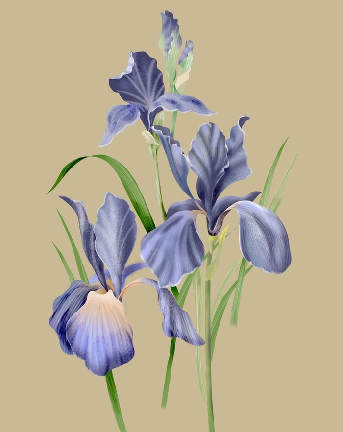 ирисы