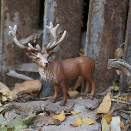 Среда обитания