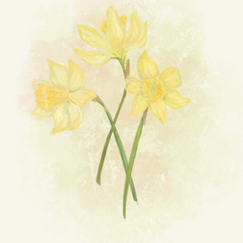 Нарциссы