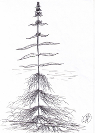 Stachys palustris (L.)