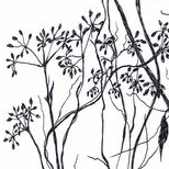 Осенний укроп