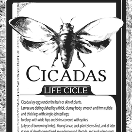 Cicadas [Page design]