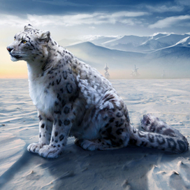 снежный барс