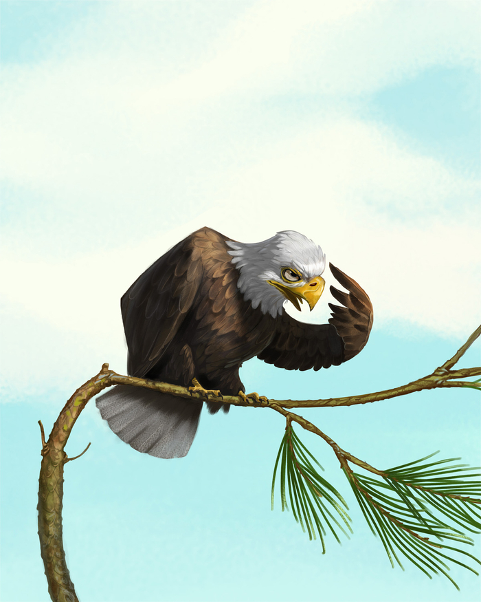 Bald eagle