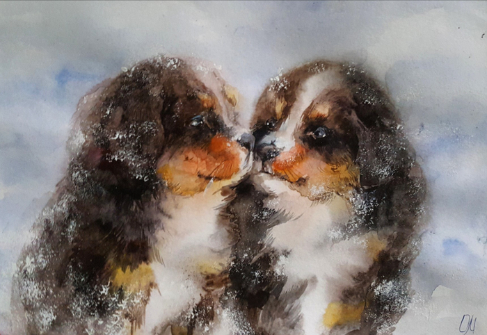 Щенки бернского зенненхунда