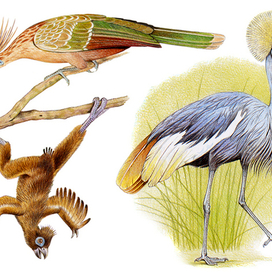 Гоацин; Венценосный журавль