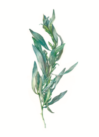 Tarragon / Эстрагон