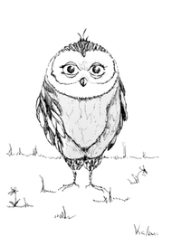 Strict owl