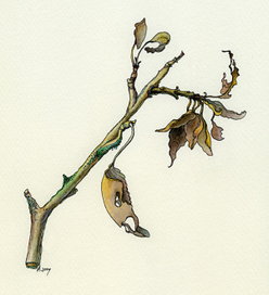 дачные зарисовки