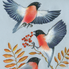 Снегири. Фрагмент.