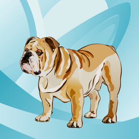 Английский бульдог