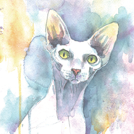 Портрет кошки сфинкс 