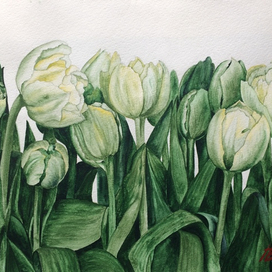 тюльпаны