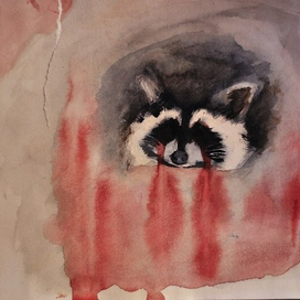 raccoon