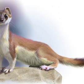 горностайка