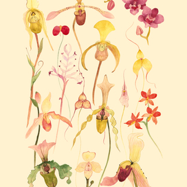 Орхидеи (3)