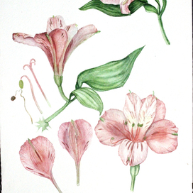 Цветок Альстромерии