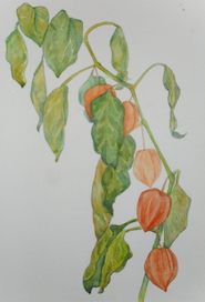 Акварель + цв. ручки