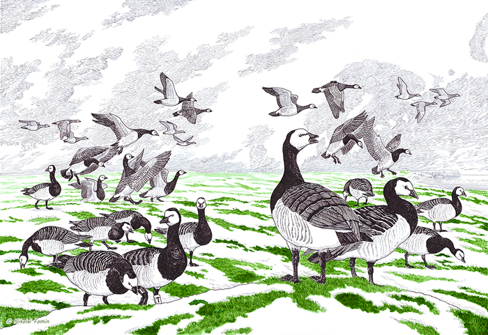 Белощёкая казарка.