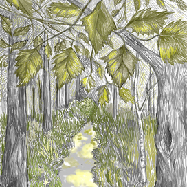 Тропа в роще