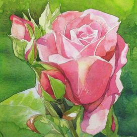 rose172