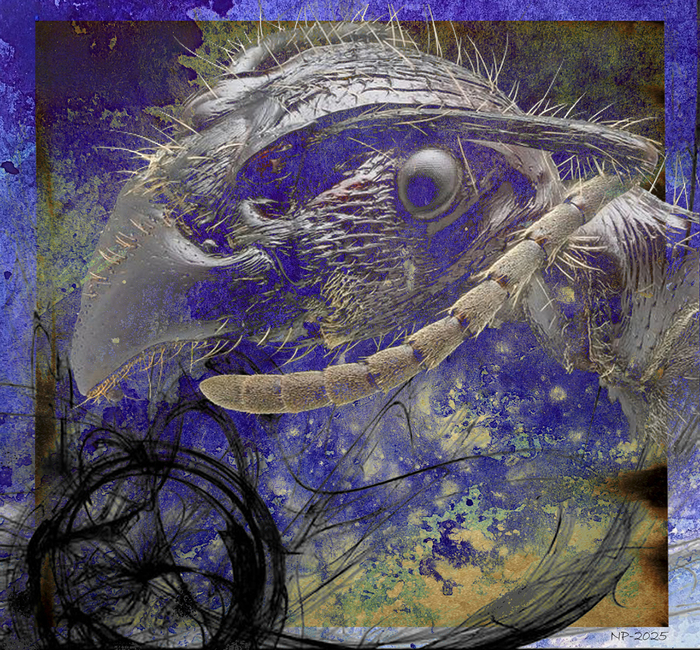 Муравьиный космос