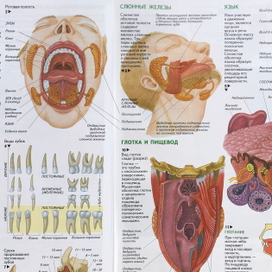 Атлас анатомии и физиологии человека