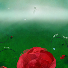 для книги Андрея Кутерницкого "Тайна розы рассвета"