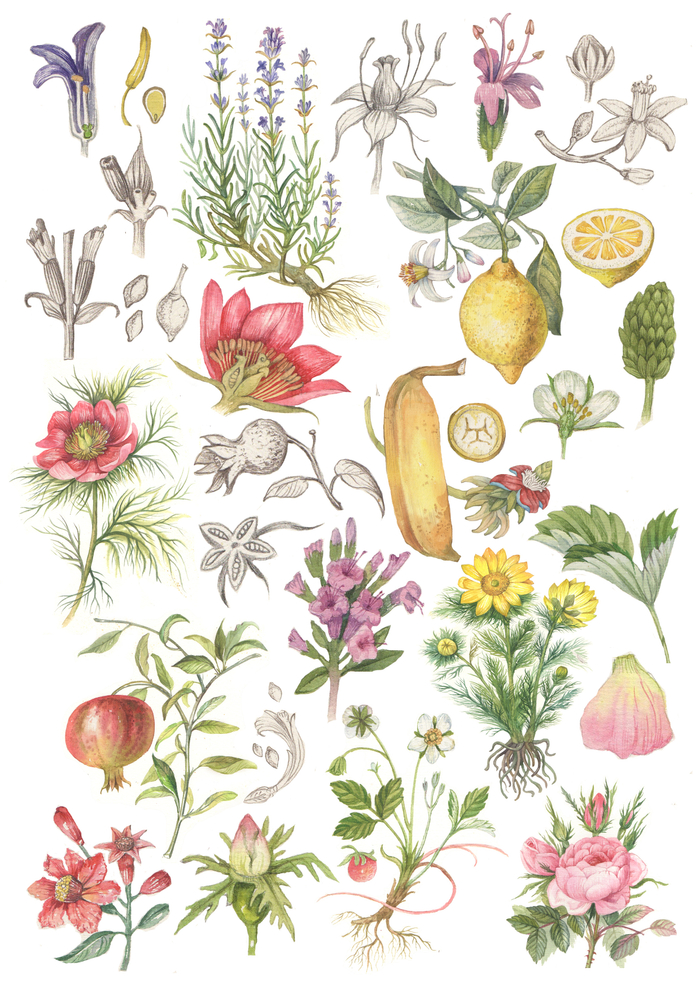 Ботаника (деколи)