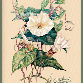 Ботаническая акварель