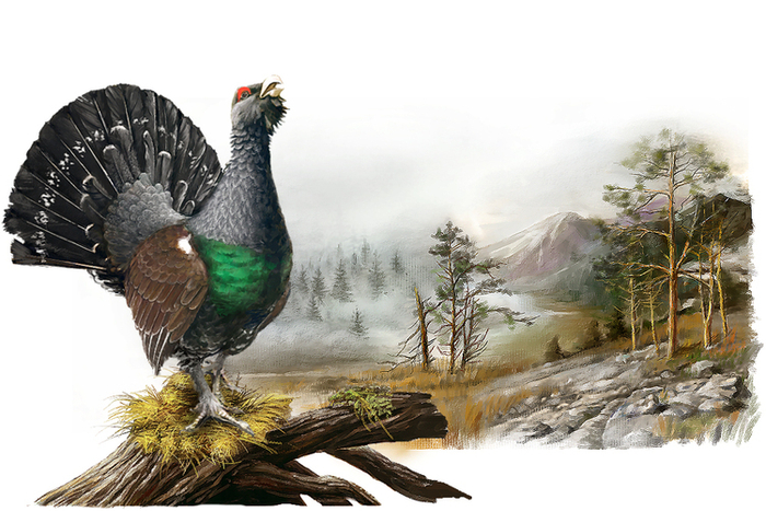 КЕДРИН. ГЛУХАРЬ