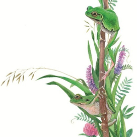 Обыкновенные квакши