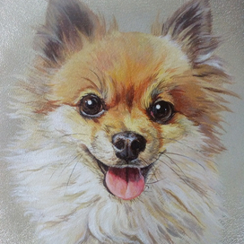 Померанский шпиц