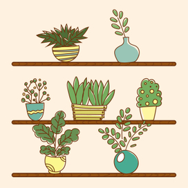 Домашние цветочки