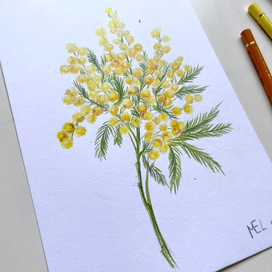 Ботаническая иллюстрация. Мимоза