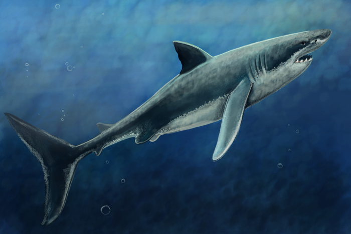 Белая акула
