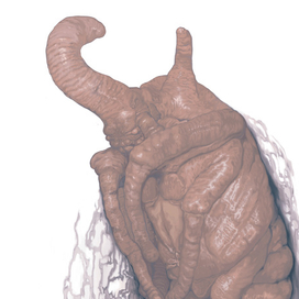 личинка жука-носорога