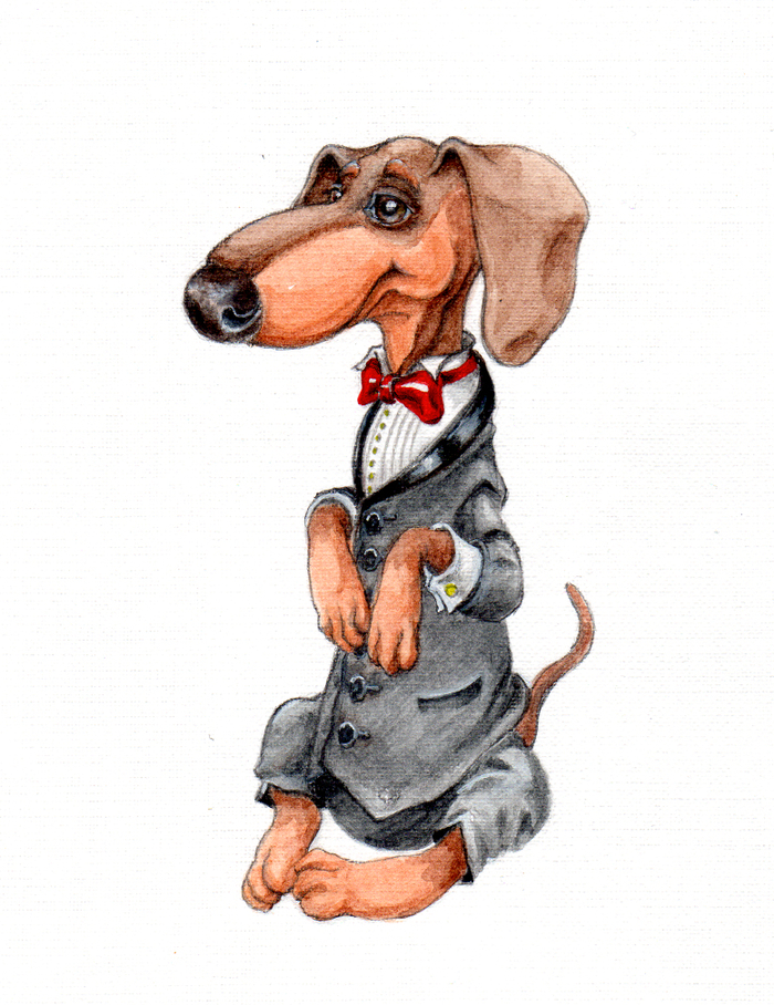 Такса-джентельмен