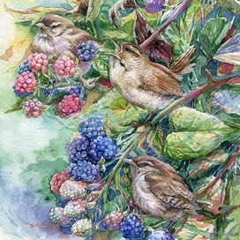 Крапивники