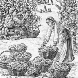 Работа на виноградниках