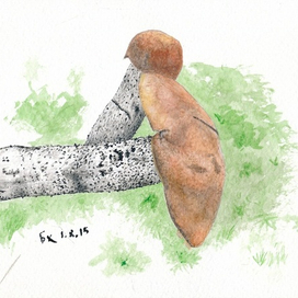 Подосиновики