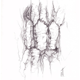 Кора дерева