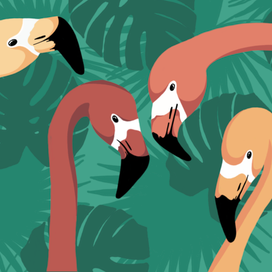 Фламинго