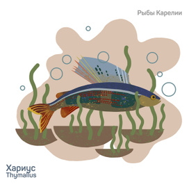 Серия "Рыбы Карелии"