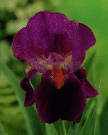 Ирис  бликует  и  мерцает