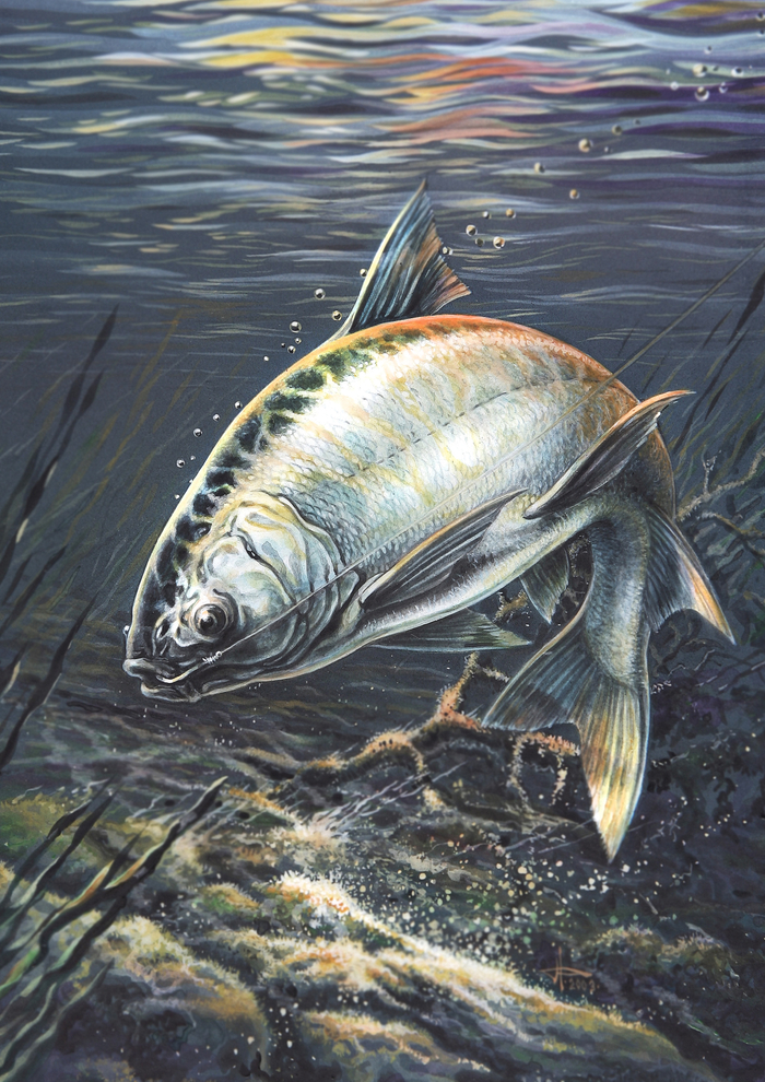 Толстолобик...